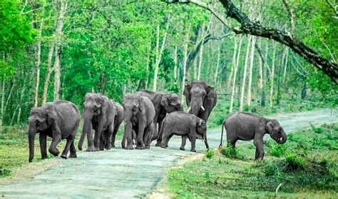 Group of Elephants in Periyar Wildlife Sanctuary, Thekkady, Kerala ...