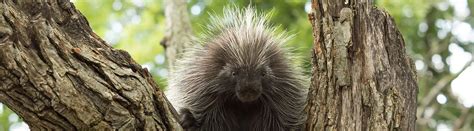 13 Porcupine Facts About These Prickly Rodents