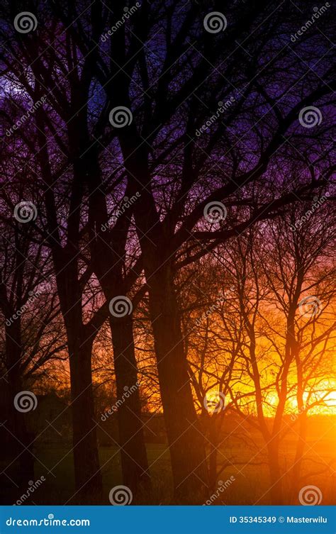 Tree Silhouette during Sunset Stock Image - Image of shore, beach: 35345349