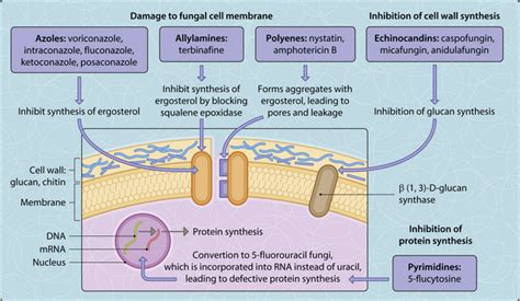 Antifungal therapy | Musculoskeletal Key