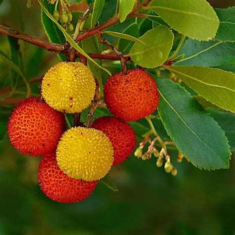 Arbutus unedo | Evergreen Strawberry Trees