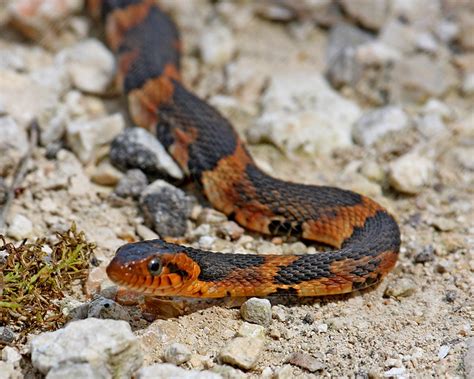 baby broad banded water snake | Flickr - Photo Sharing!