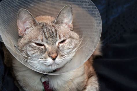 Cat Wearing Cone Collar Stock Image - Image: 6077551