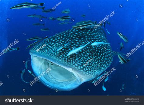 Whale Shark Mouth Open Stock Photo 273630278 | Shutterstock