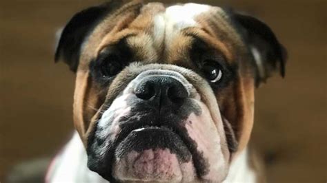 English Bulldog Skin Bumps Problems: How to Avoid Infections | Bulldogology