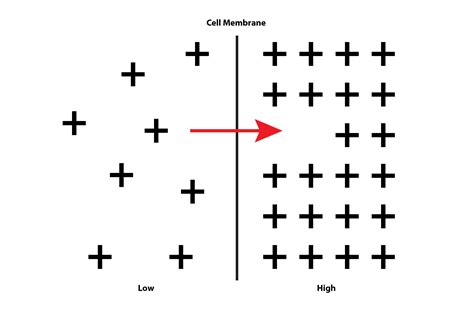 Diagrams showing the active transport of minerals to cells