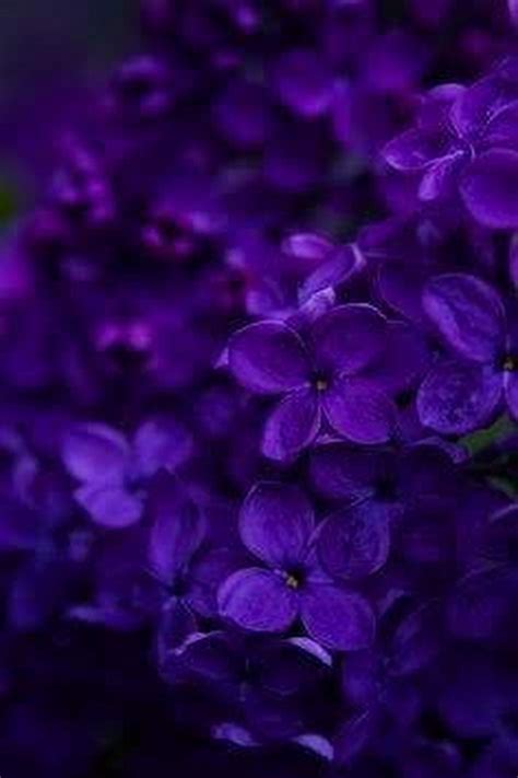 Royal Purple Wallpapers - Wallpaper Cave