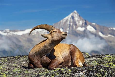 An Ibex, Alpine Mountain Goat Photograph by Menno Boermans - Fine Art ...