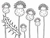 Scottish Thistle Drawing Sketch Coloring Page sketch template