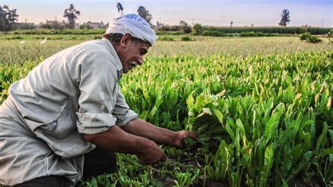 Egypt: Scaling up climate adaptation in agriculture, water, agrifood ...