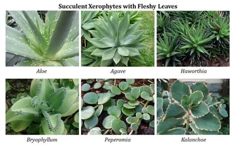 Examples of Leafy Xerophytes | Desert plants, Drought resistant plants, Plants