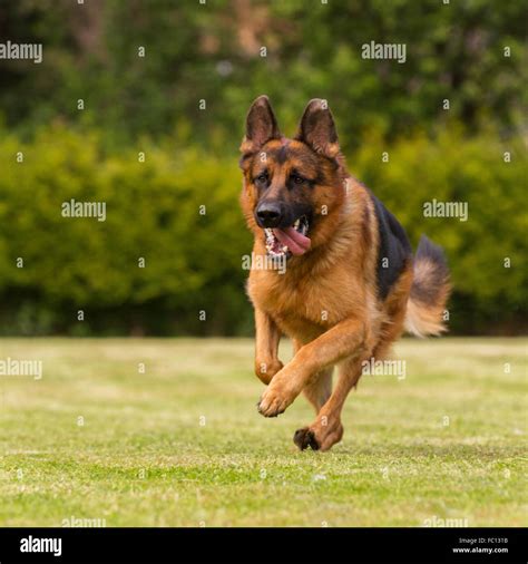 A german shepherd running Stock Photo - Alamy