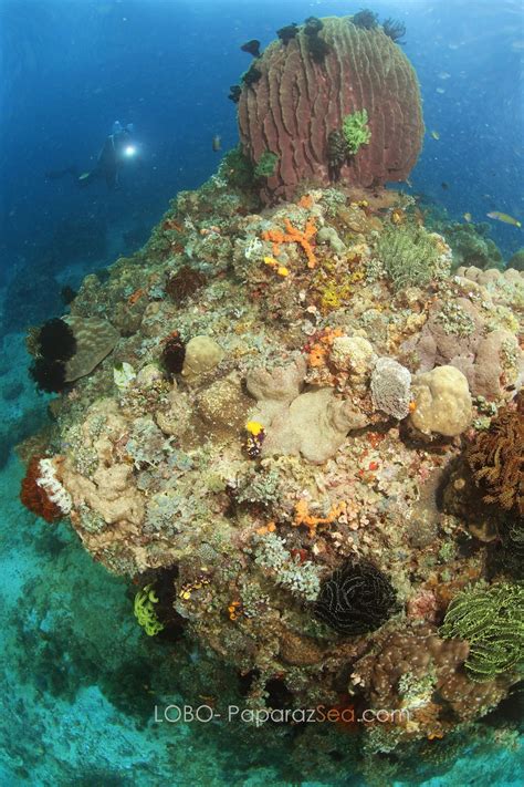 Five Reasons NOT to Dive Lobo Batangas - PaparazSea