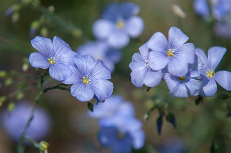 How to Grow and Care for Flax Flowers