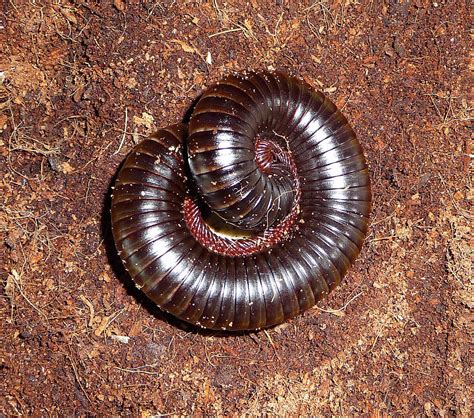 A Guide to Caring for Pet Millipedes