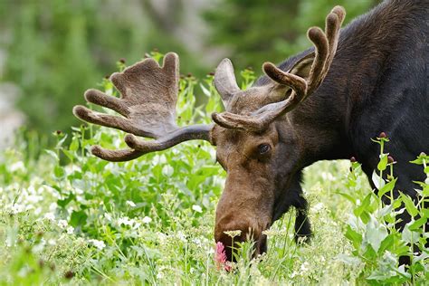 Animals That Live In Utah - WorldAtlas