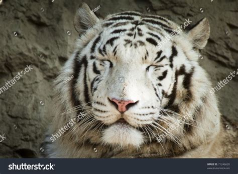 White Tiger Smiling Stock Photo 71246620 - Shutterstock