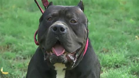 XL bully dogs: Why adding the controversial breed to the Dangerous Dogs Act may not work | UK ...