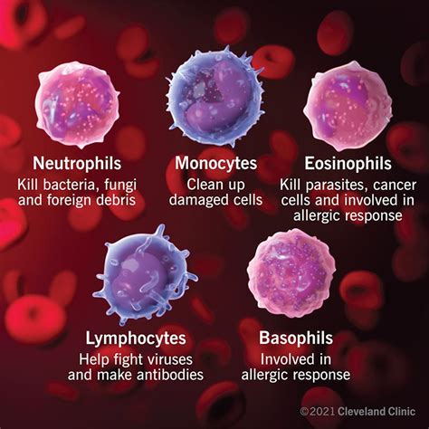 White Blood Cells: Types, Function & Normal Ranges