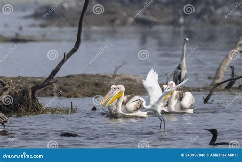 Great White Pelican Migration in Jungle Stock Photo - Image of keoladeo ...