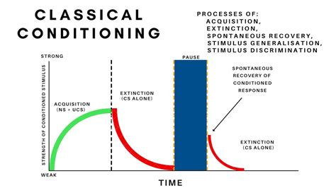 Classical Conditioning-Acquisition, Extinction,Spontaneous Recovery ...