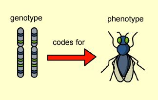 Genotype vs Phenotype | epfb