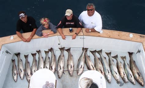 Catalina White Sea Bass fishing at it's finest | Bloodydecks