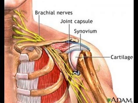 Neck And Shoulder Anatomy Diagram / Stiff Neck? Too Much Office? Let's ...