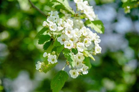 Hawthorn Leaf (Crataegus laevigata) - Integrative Lifestyle