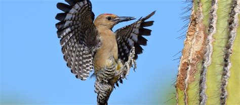 The Gila Woodpecker | Critter Science