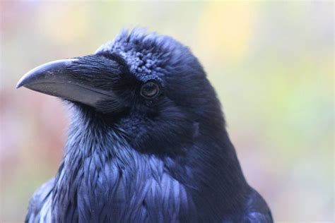 9 Fascinating Facts About Common Ravens - Birds and Blooms