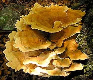 Berkeley's Polypore | Mushroom identification, Polypore, Stuffed mushrooms