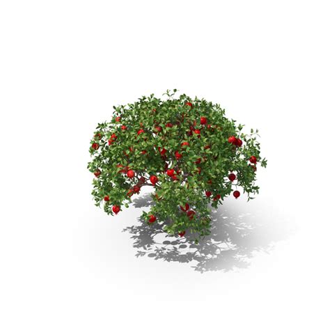 Pomegranate Tree PNG Images & PSDs for Download | PixelSquid - S112223404