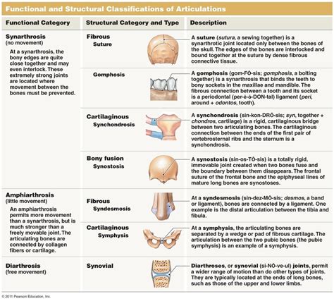 Classification of Joints - TUCCI KINESIOLOGY