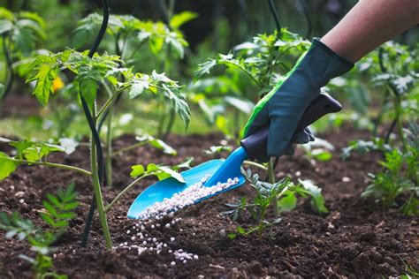 Garden Fertilizer - Types + When & How to Fertilize | Garden Design