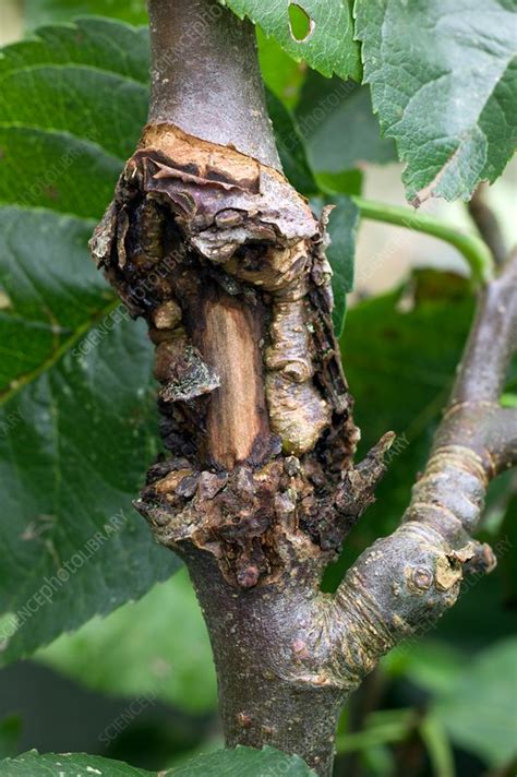 Canker infection of an apple tree - Stock Image - C034/0027 - Science ...