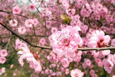 Peach Tree Flowers But No Fruit - My Mountain Garden Gleanings: Fruit ...