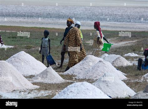 Africa, Senegal, Dakar. The Pink Lake of Retba. Salt harvesting along ...