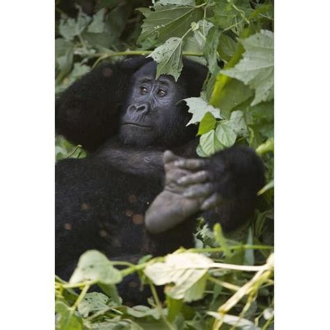 Mountain gorilla - Gorilla beringei beringei in a forest Bwindi Impenetrable National Park ...