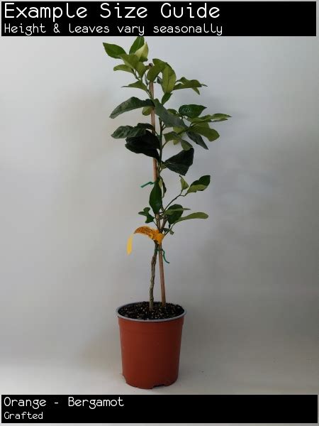 Buy Orange Bergamot Citrus Fruit Tree (Citrus aurantium ssp bergamia)