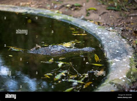 Crocodile in the Indian Reserve Stock Photo - Alamy