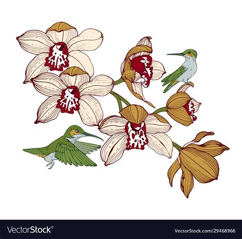 Orchids and hummingbirds composition for design Vector Image