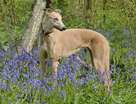 Leave a Legacy - Greyhound Trust