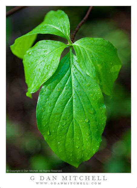 Photograph: Dogwood Leaves, Spring - Yosemite National Park, California ...