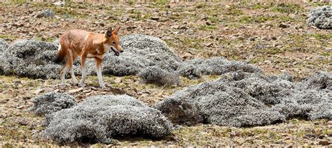 Naturetrek Wildlife Holidays - Ethiopian Wolves