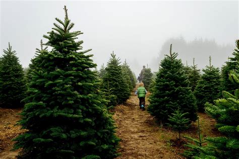 Ever Thought About Starting Your Own Christmas Tree Farm? Here’s What ...