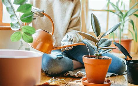 How to Water Houseplants (and How to Know if You're Overwatering ...