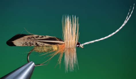 A Caddisfly for All Occasions | Fly Tyer