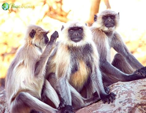 Kashmir Gray Langur Characteristics | Semnopithecus Ajax Facts