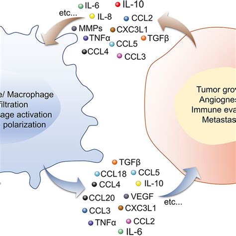 | Macrophage-Tumor cells crosstalk via cytokines and chemokines through ...